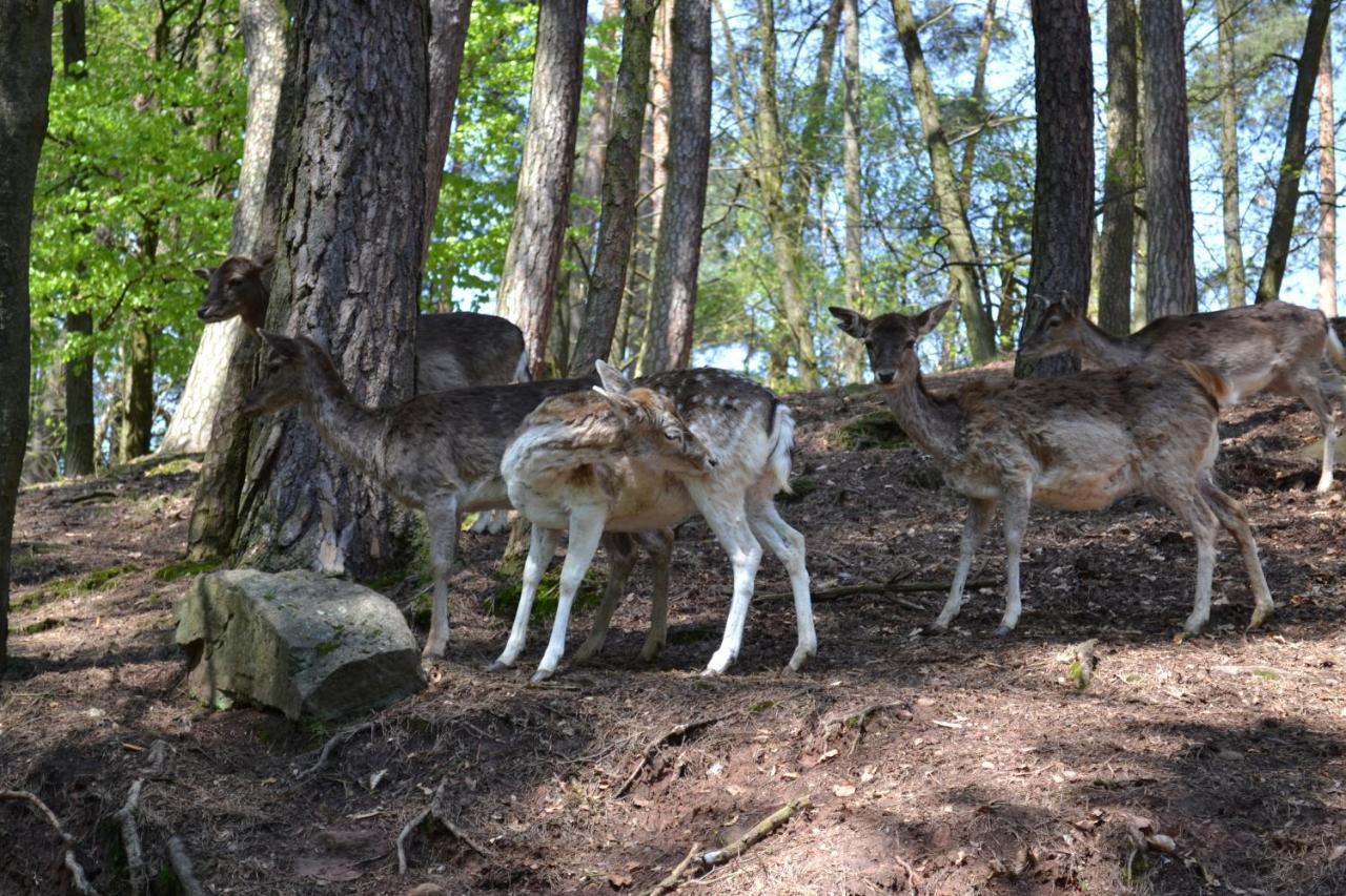 Zauber Der Pfalz Romerberg Buitenkant foto